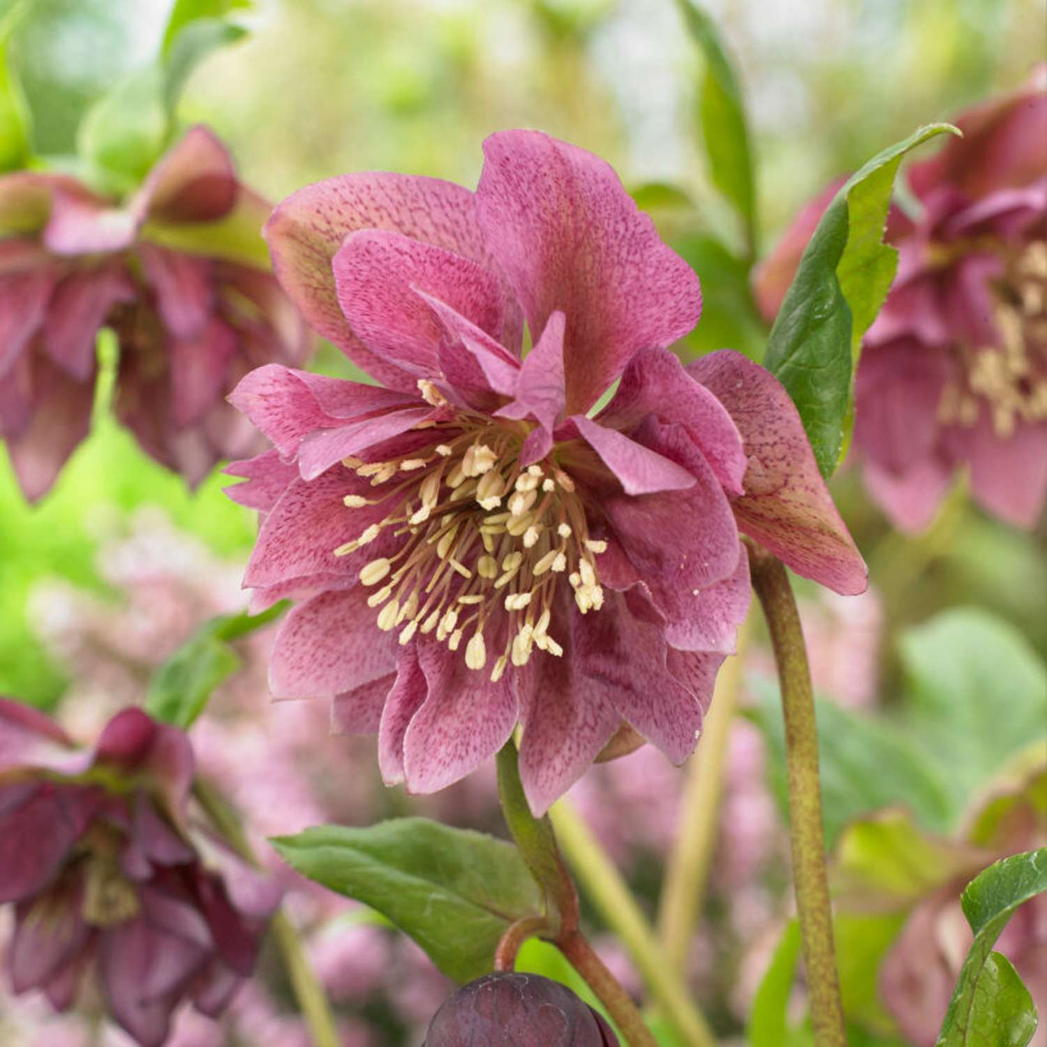 Tarhajouluruusu 'Double Ellen Red' (Helleborus × hybridus)